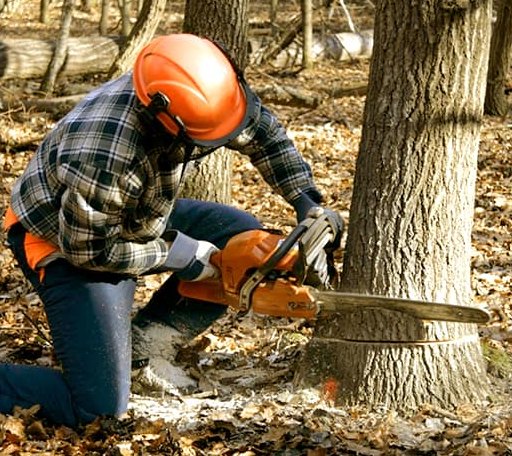 Tree Removal in Floral, AR